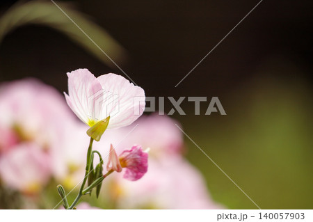 昼咲月見草の花びら 140057903
