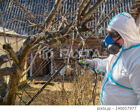 Gardener wearing a full protective suit, respirator mask, and goggles, spraying pesticide or fertilizer on bare fruit tree branches in an orchard during early spring. 140057977