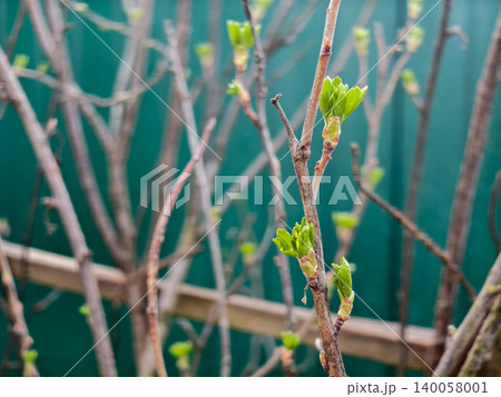 Young green leaves unfurling from buds on bare tree branches, showing the cycle of nature and the arrival of the spring season, symbolizing new beginnings outdoors. Young green leaves unfurling from buds on bare tree branches, showing the cycle of nature and the arrival of the spring season, symbolizing new beginnings outdoors. 140058001