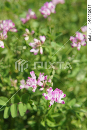 Pink and White Vetch Flowers Blooming in a Green Field Pink and White Vetch Flowers Blooming in a Green Field 140058037