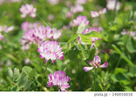Pink and White Vetch Flowers Blooming in a Green Field Pink and White Vetch Flowers Blooming in a Green Field 140058038