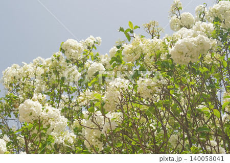 Lush White Hydrangea Flowers Against Clear Blue Sky Lush White Hydrangea Flowers Against Clear Blue Sky 140058041