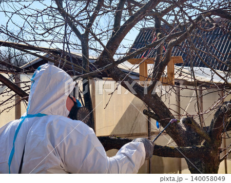 Person wearing a white hazmat suit and respirator mask spraying an apple tree with pesticide in a home garden for disease and pest prevention during spring. 140058049