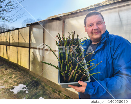 Man holding tray of freshly cut rose cuttings ready for propagation, smiling in a greenhouse as he prepares soil and plants for spring growth and healthy new life. 140058050