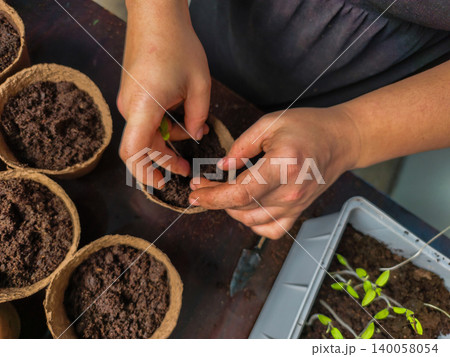 Person's hands carefully transplanting a small green tomato seedling from a tray into a peat pot filled with rich soil, symbolizing growth, new beginnings, and sustainable gardening. Person's hands carefully transplanting a small green tomato seedling from a tray into a peat pot filled with rich soil, symbolizing growth, new beginnings, and sustainable gardening. 140058054