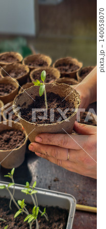 Hands transplanting a small tomato seedling into a biodegradable peat pot, symbolizing new life, growth, sustainable agriculture, and the springtime gardening process of cultivating organic food. 140058070