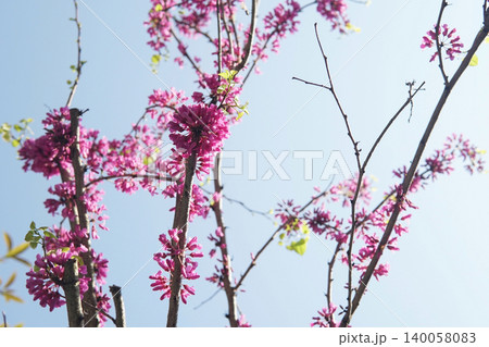 Chinese Redbuds Emerging from Tree Branch Chinese Redbuds Emerging from Tree Branch 140058083