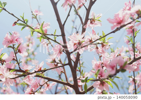 Pink Peach Blossoms Against Blue Sky	 140058090