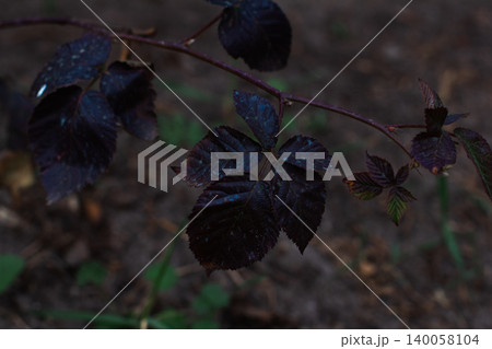 Blackberry plant stem growing outdoors, displaying dark green leaves with purple hues and a natural blurred background, focusing on growth and botanical detail. Blackberry plant stem growing outdoors, displaying dark green leaves with purple hues and a natural blurred background, focusing on growth and botanical detail. 140058104