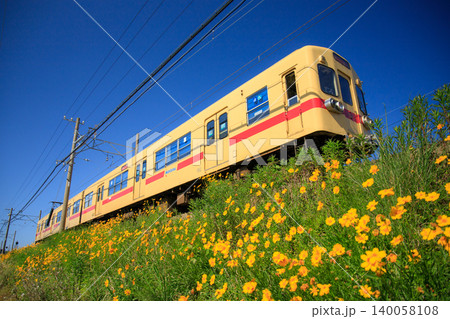 オオキンケイギクと西鉄600形電車(西日本鉄道) オオキンケイギクと西鉄600形電車(西日本鉄道) 140058108