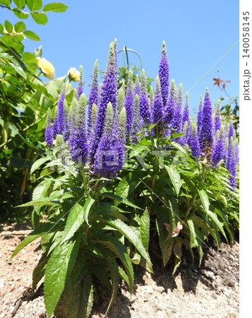 初夏に青紫色の穂状の花を咲かす「ベロニカ・スピカータ」 初夏に青紫色の穂状の花を咲かす「ベロニカ・スピカータ」 140058145
