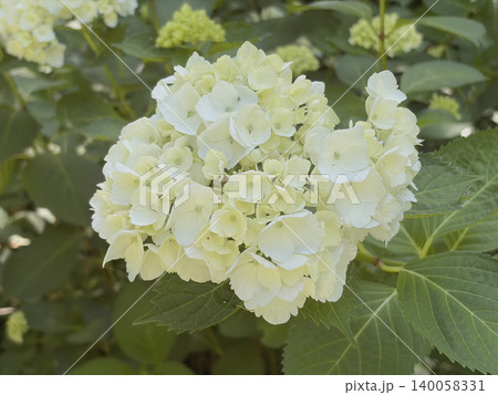 満開の白い紫陽花がフレームいっぱいに広がる 140058331
