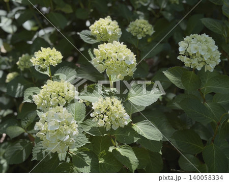 強い夏の日差しを浴びる白い紫陽花の群生 強い夏の日差しを浴びる白い紫陽花の群生 140058334