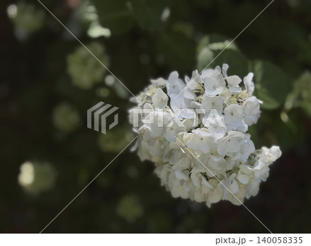 ダーク背景に浮かび上がる白い紫陽花 140058335