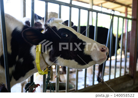 Dairy cow in barn close up, livestock farming and agriculture scene 140058522