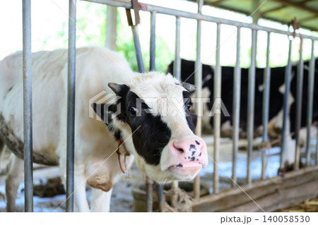 Dairy cow in barn close up, livestock farming and agriculture scene Dairy cow in barn close up, livestock farming and agriculture scene 140058530