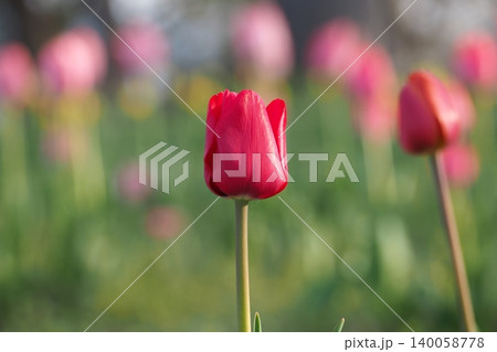 春の花壇に咲くチューリップ 140058778