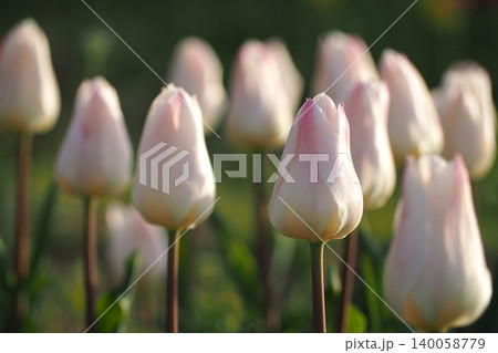 春の花壇に咲くチューリップ 140058779