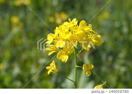 菜の花畑に咲く菜の花 菜の花畑に咲く菜の花 140058780