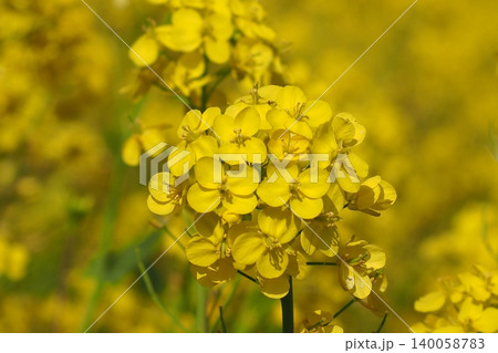 菜の花畑に咲く菜の花 菜の花畑に咲く菜の花 140058783