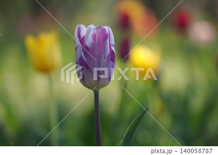 春の花壇に咲くチューリップ 140058787