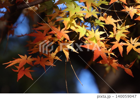 照らし出された紅葉 照らし出された紅葉 140059047