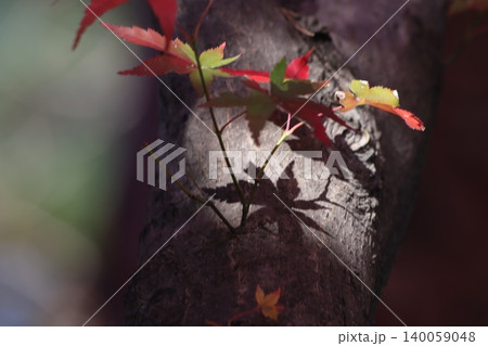 紅葉の影 140059048