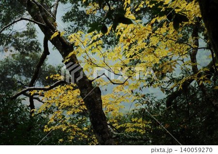 神護寺の紅葉 神護寺の紅葉 140059270