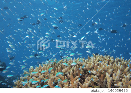 サンゴと青い海とデバスズメダイ群れ　水中写真 140059456