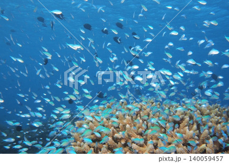 サンゴと青い海とデバスズメダイ群れ 水中写真 サンゴと青い海とデバスズメダイ群れ 水中写真 140059457