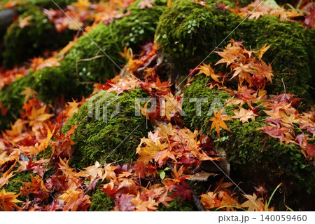 神護寺の紅葉の落ち葉 神護寺の紅葉の落ち葉 140059460
