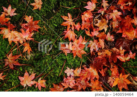 神護寺の紅葉の落ち葉 神護寺の紅葉の落ち葉 140059464