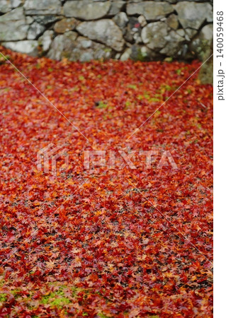 神護寺の紅葉の落ち葉 神護寺の紅葉の落ち葉 140059468