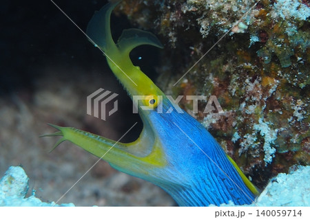珊瑚礁に隠れるハナヒゲウツボ 水中写真 珊瑚礁に隠れるハナヒゲウツボ 水中写真 140059714