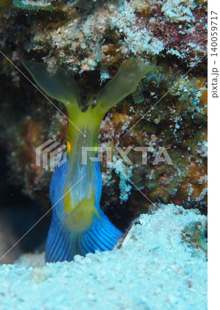 珊瑚礁に隠れるハナヒゲウツボ　水中写真 140059717