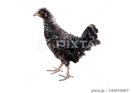Black chicken isolated on white background Black chicken isolated on white background 140059867