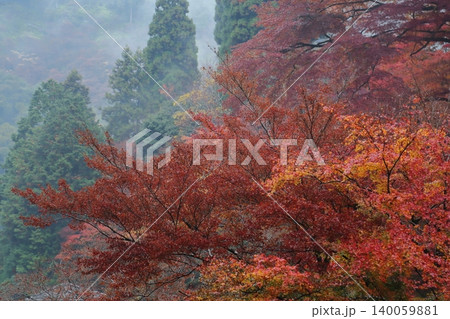 神護寺の紅葉 140059881