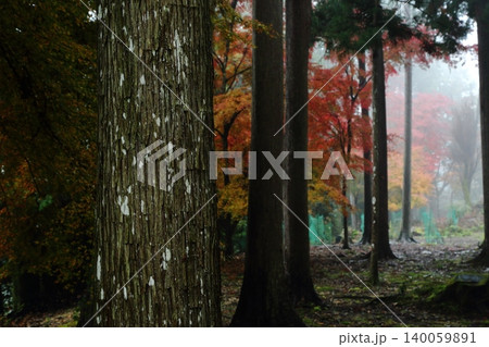神護寺の紅葉 140059891