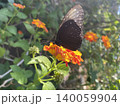 オレンジ色の花にとまる黒い蝶の幻想的な自然写真 140059904