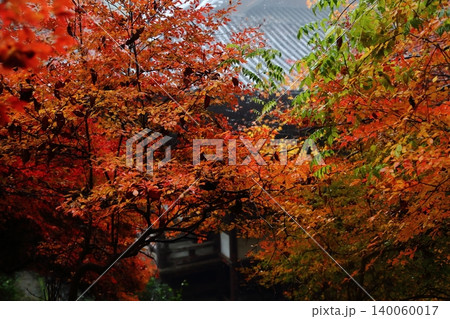 神護寺の紅葉 神護寺の紅葉 140060017
