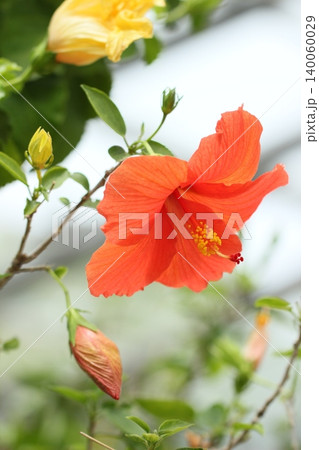 夏の花、オレンジ色のハイビスカスの花　夏風景 140060029
