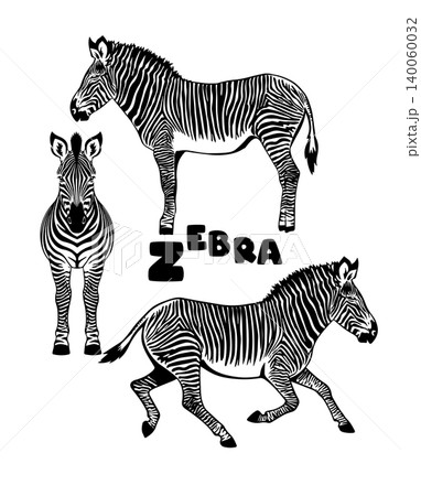 Monochrome zebra set. Hand drawn. Not AI, vector illustration. Monochrome zebra set. Hand drawn. Not AI, vector illustration. 140060032
