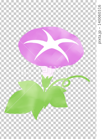 紫色牽牛花插圖 紫色牽牛花插圖 140060316