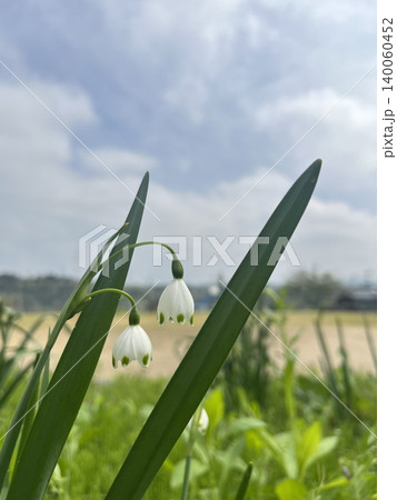 春の訪れを告げるスノーフレーク(スズランスイセン)の花 春の訪れを告げるスノーフレーク(スズランスイセン)の花 140060452