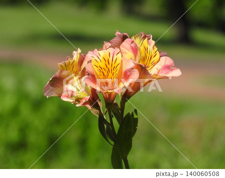 花束やフラワーアレンジに多く利用される花「アルストロメリア」 花束やフラワーアレンジに多く利用される花「アルストロメリア」 140060508