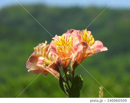 花束やフラワーアレンジに多く利用される花「アルストロメリア」 花束やフラワーアレンジに多く利用される花「アルストロメリア」 140060509