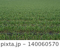 霧に包まれた高原のニンニク畑 140060570