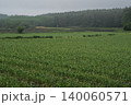 霧に包まれた高原のニンニク畑 140060571