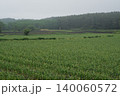 霧に包まれた高原のニンニク畑 140060572