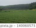 霧に包まれた高原のニンニク畑 140060573